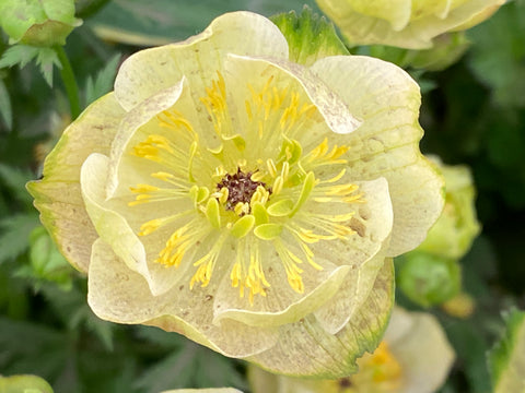 Image of Trollius x cultorum ’Taleggio’ syn. T. ‘Cheddar’