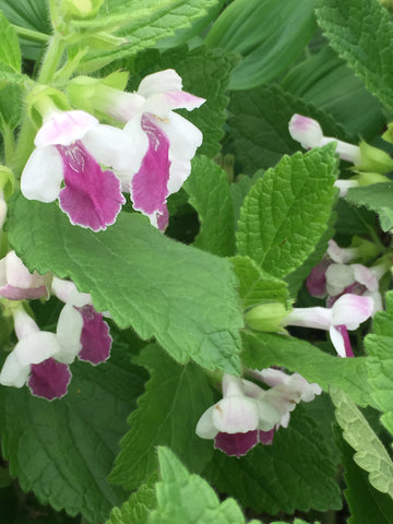 Image of Melittis melissophyllum 'Royal Velvet Distinction' (PBR)