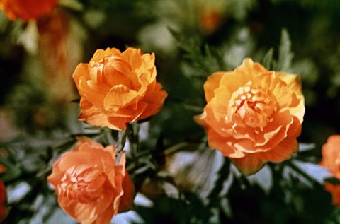Image of Trollius macropetalus