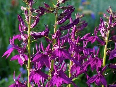 Image of Lobelia x speciosa ‘Fan Purple’ (Fan Series)