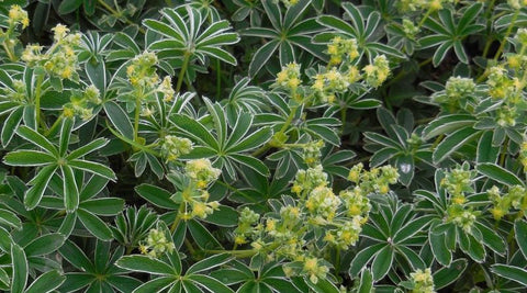 Image of Alchemilla saxatilis