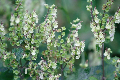 Image of Teucrium scorodonia - Wood sage, Wood Germander