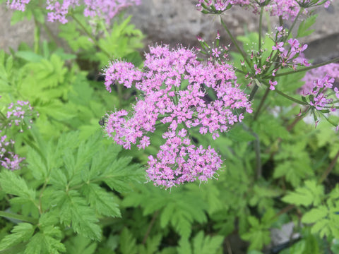 Image of Chaerophyllum hirsutum 'Roseum'