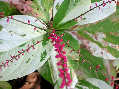Image of Persicaria virginiana Variegated Group