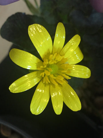 Image of Ficaria verna 'Brazen Hussy' syn. Ranunculus ficaria 'Brazen Hussy' - Lesser celandine variety