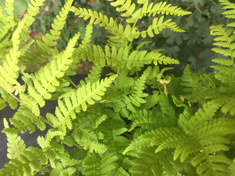 Image of Dryopteris stewartii - Stewart’s Wood Fern