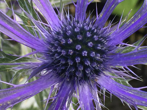 Image of Eryngium bourgatii ‘Picos Blue’ - Mediterranean Sea Holly variety