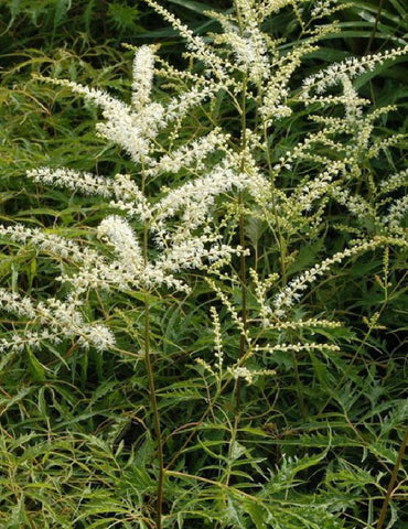 Image of Aruncus dioicus ‘Kneiffii’