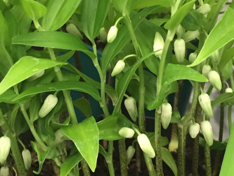 Image of Disporopsis pernyi - Perny's evergreen Solomon's seal