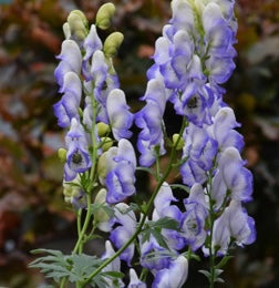 Image of Aconitum x cammarum ‘Bicolor’