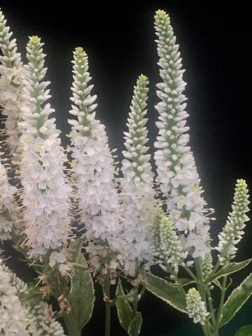 Image of Veronica longifolia 'Charlotte' (PBR)