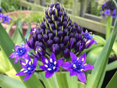 Image of Scilla peruviana - Portuguese squill, Cuban lily