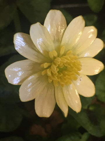 Image of Ficaria verna 'Randal's White' syn. Ranunculus ficaria ‘Randall’s White’