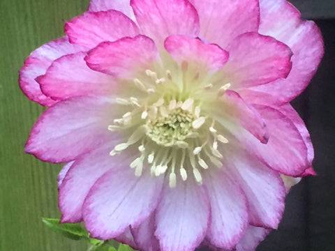 Image of Helleborus x hybridus 'Double Ellen Picotee'