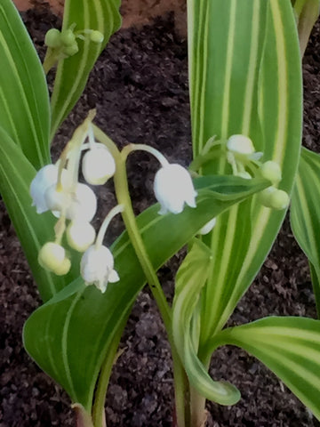 Image of Convallaria majalis 'Albostriata' - Striped lily-of-the-valley