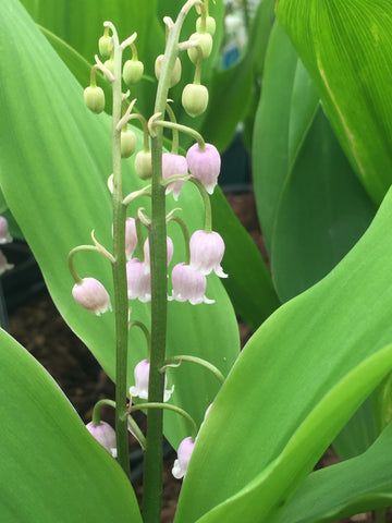 Image of Convallaria majalis var. rosea - pink flowered lily-of-the-valley
