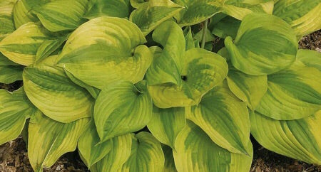Image of Hosta ‘Summer Breeze’