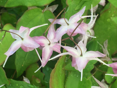 Image of Epimedium ‘Akebono’ - Barrenwort variety