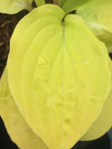 Image of Hosta ‘Designer Genes’