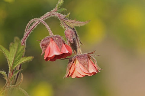 Image of Geum rivale - Water avens