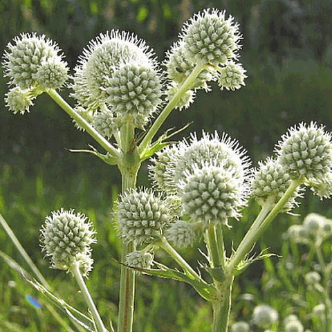 Image of Eryngium yuccifolium - Button snakeroot