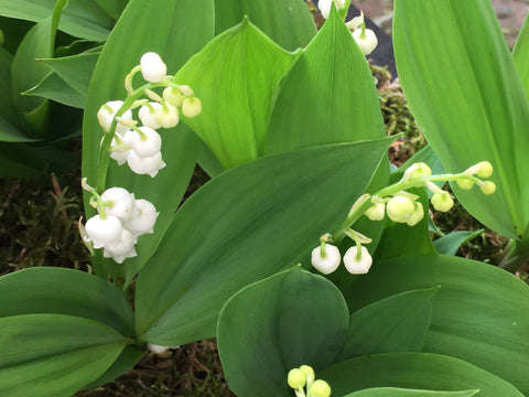 Image of Convallaria majalis ‘Bordeaux’