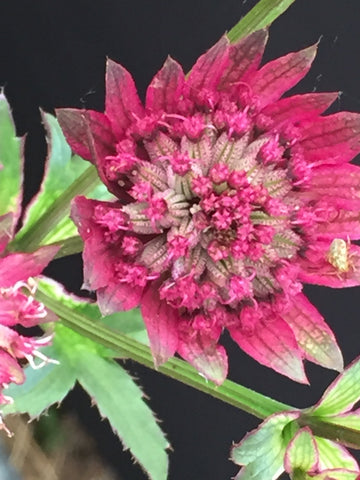 Image of Astrantia major ‘Star of Love’