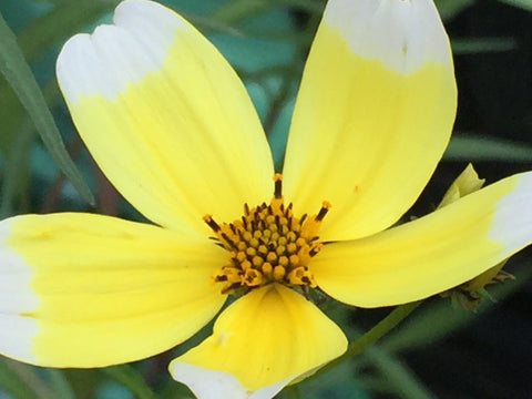 Image of Bidens aurea 'Hannay's Lemon Drop'