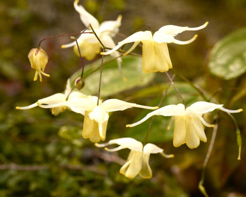 Image of Epimedium ‘Flowers of Sulphur’