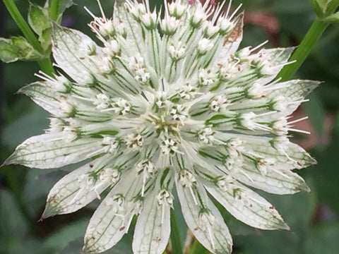 Image of Astrantia ‘Snow Star’