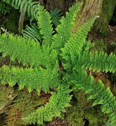 Image of Polystichum setiferum Plumosomultilobum Group