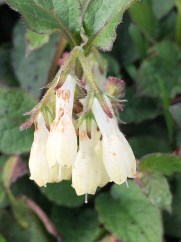 Image of Symphytum ibericum - Iberian comfrey