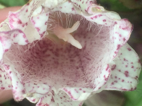 Image of Campanula punctata 'Milky Way'