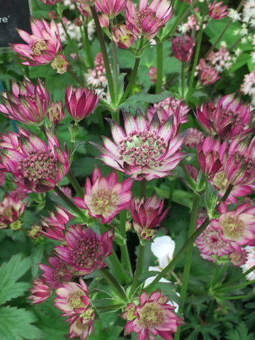 Image of Astrantia 'Star of Treasure' (PBR) - Masterwort variety, Hattie's pincushion variety