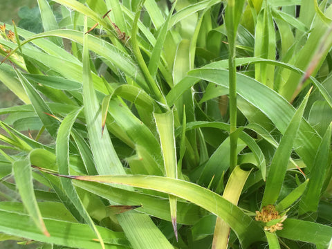 Image of Luzula sylvatica 'Solar Flair'