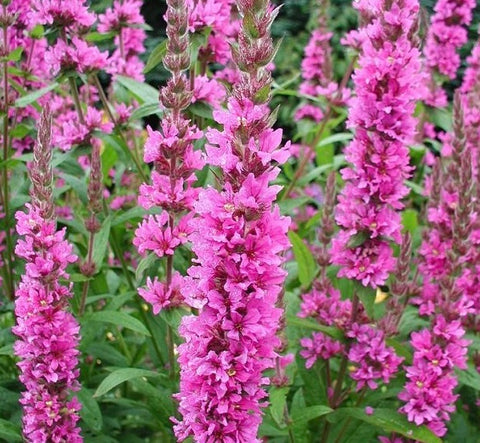 Image of Lythrum virgatum ‘Rosy Gem’