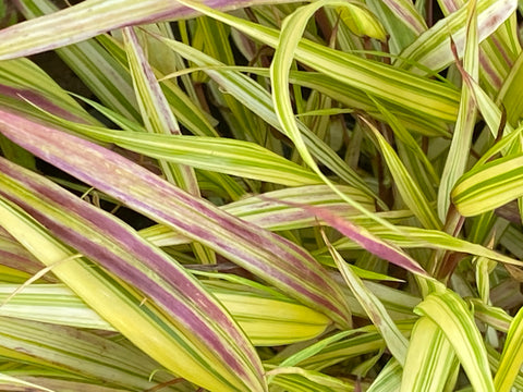 Image of Hakonechloa macra 'Mulled Wine’ - Hakone grass variety, Japanese forest grass