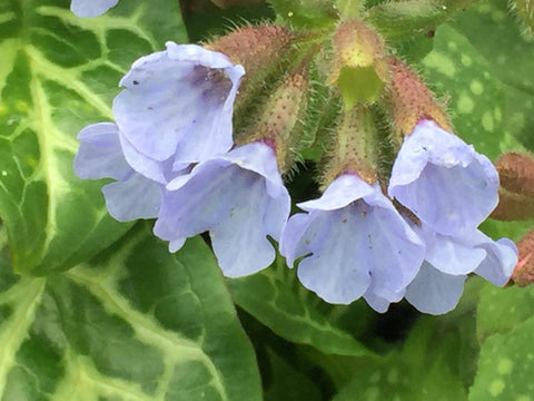 Image of Pulmonaria Opal ('Ocupol')  - Lungwort variety