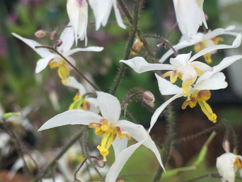 Image of Epimedium stellatum ‘Wudang Star’