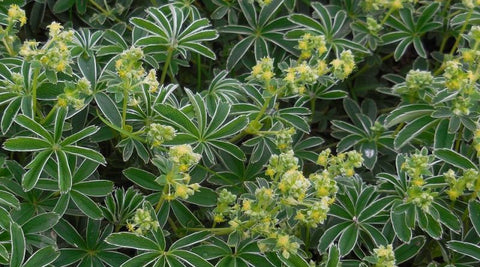Image of Alchemilla alpina - Alpine Lady’s Mantle