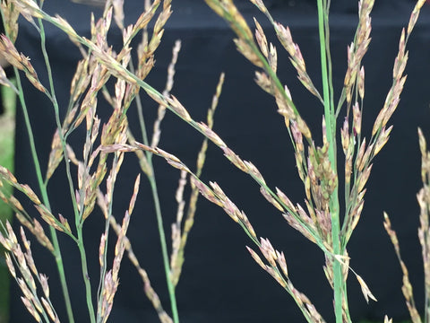 Image of Molinia caerulea subsp. caerulea ‘Moorhexe’
