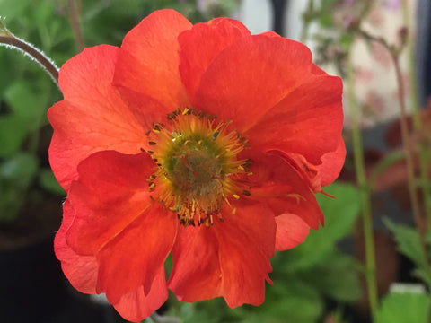 Image of Geum ‘Scarlet Tempest’