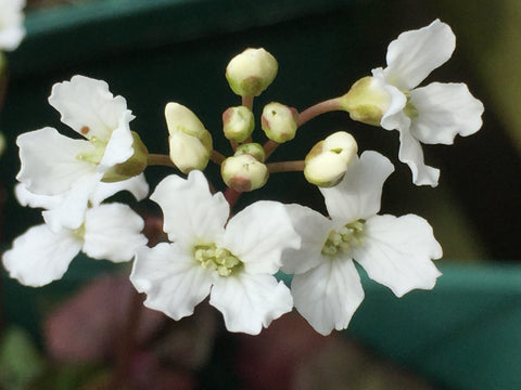 Image of Cardamine trifolia - Three leaved cuckoo flower