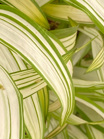 Image of Carex siderosticta ‘Shiro-nakafu’