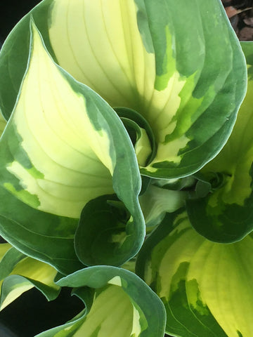 Image of Hosta ‘Colored Hulk’