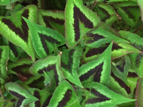Image of Persicaria runcinata ‘Purple Fantasy’