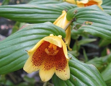 Image of Tricyrtis macrantha subsp. macranthopsis