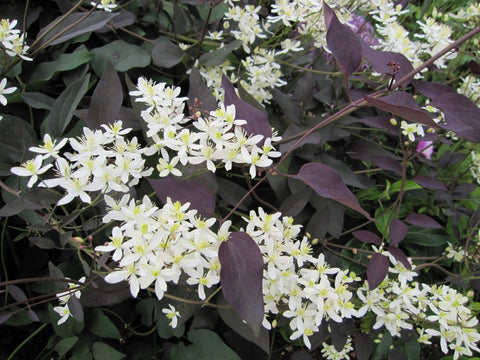 Image of Clematis recta 'Purpurea'