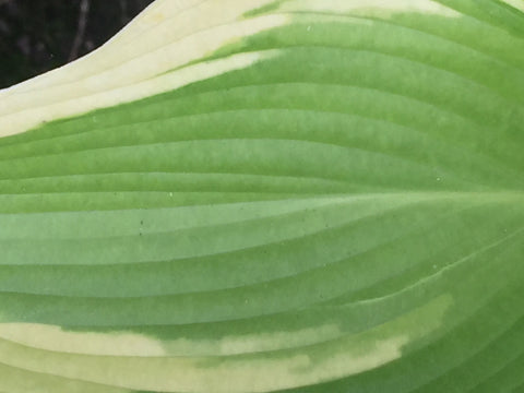 Image of Hosta 'Tamborine' - Plantain lily variety