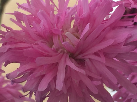 Image of Silene flos-cuculi 'Jenny' (PBR) syn. Lychnis
